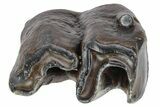 Woolly Rhino (Coelodonta) Tooth - Root Intact! #206461-3
